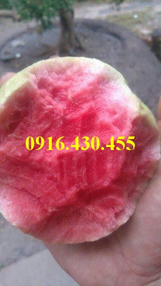 Cây giống ổi ruby